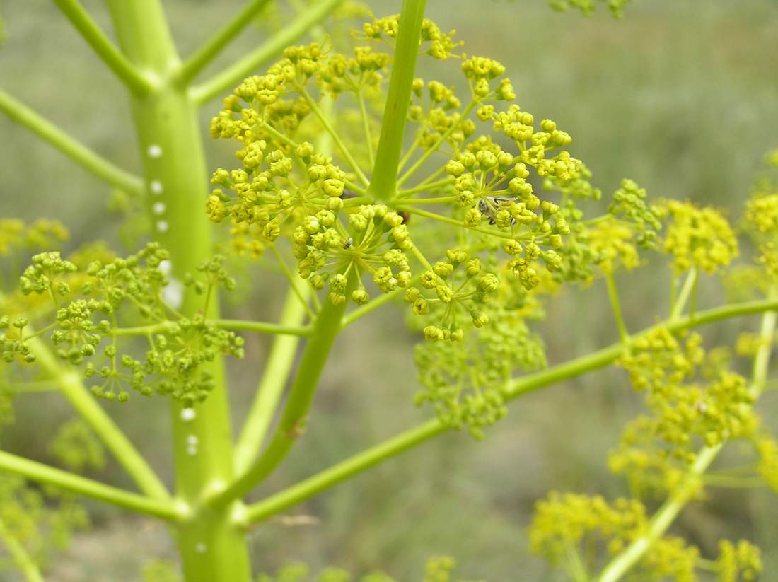 Изображение особи Ferula paniculata.