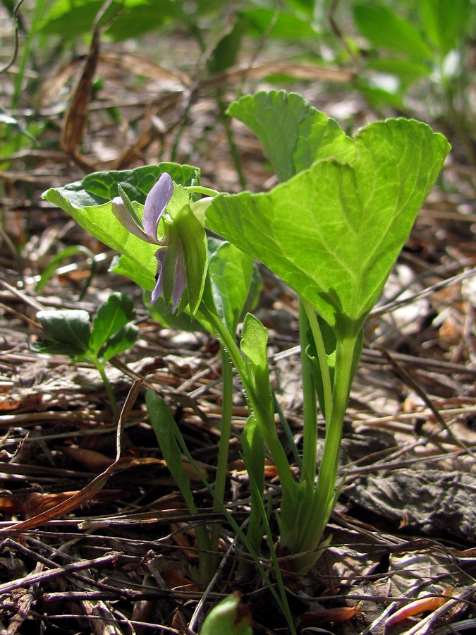 Image of Viola mirabilis specimen.