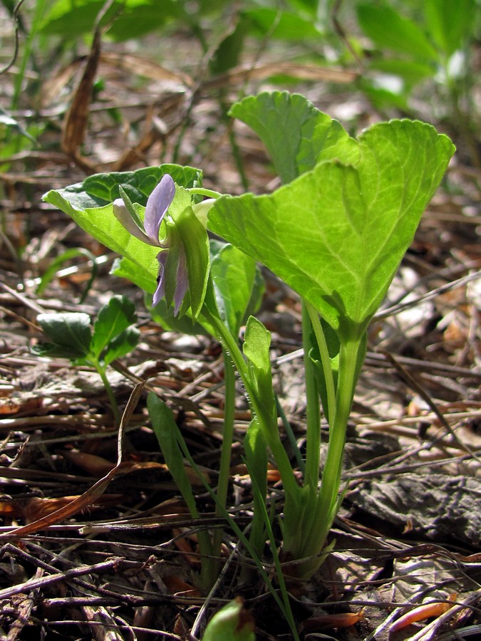 Изображение особи Viola mirabilis.