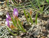 Astragalus subuliformis. Соцветия с цветками и завязавшимися плодами. Крым, окр. Феодосии, Лисья бухта. 8 мая 2012 г.