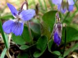 Viola rupestris