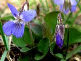 Viola rupestris