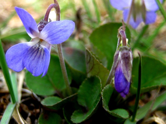Image of Viola rupestris specimen.