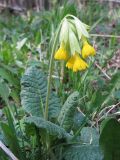 Primula macrocalyx. Цветущее растение. Карачаево-Черкесия, Зеленчукский р-н, ущелье р. Марка. 06.05.2012.