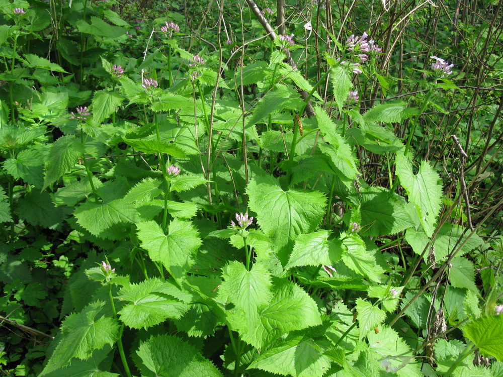 Image of Lunaria rediviva specimen.