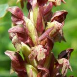 Anacamptis coriophora. Часть соцветия. Украина, Донецкая обл., Володарский р-н, з-к \"Каменные могилы\". 01.06.2012.