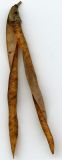 Caragana arborescens. Раскрывшийся плод. Курская обл., Железногорский р-н, с. Разветье. 3 августа 2007 г.