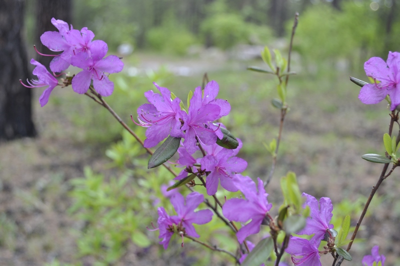 Image of Rhododendron dauricum specimen.