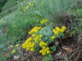 Odontarrhena obtusifolia. Цветущее растение. Крым, гора Северная Демерджи. 2 июня 2012 г.