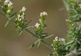 Galium humifusum. Побег с соцветиями. Казахстан, Восточно-Казахстанская обл., Усть-Каменогорск, берег р. Иртыш. 21.06.2012.