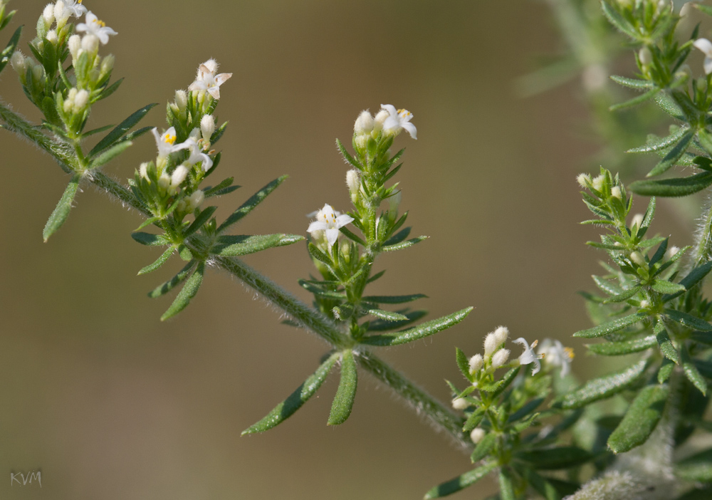 Изображение особи Galium humifusum.