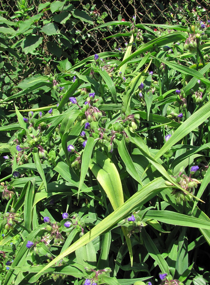 Изображение особи Tradescantia virginiana.