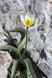 Tulipa turkestanica. Цветущее растение. Южный Казахстан, горы Каракус. 03.04.2012.
