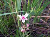 Butomus umbellatus