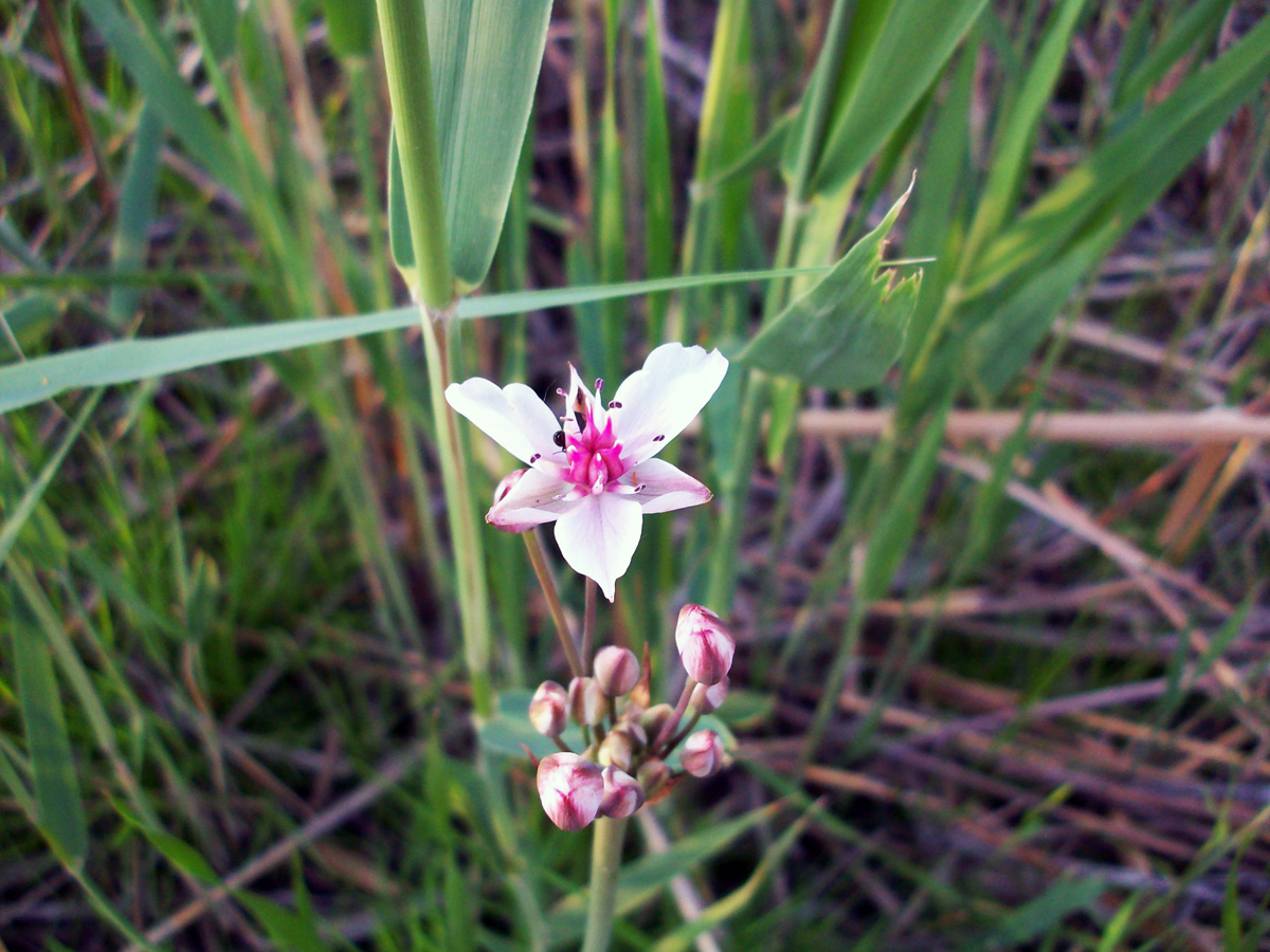 Изображение особи Butomus umbellatus.