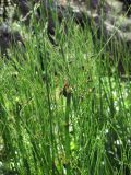 Equisetum fluviatile. Верхушка растения с отмирающими стробилами. Крым, Бабуган-Яйла. 24 июля 2012 г.