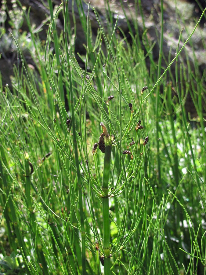 Изображение особи Equisetum fluviatile.