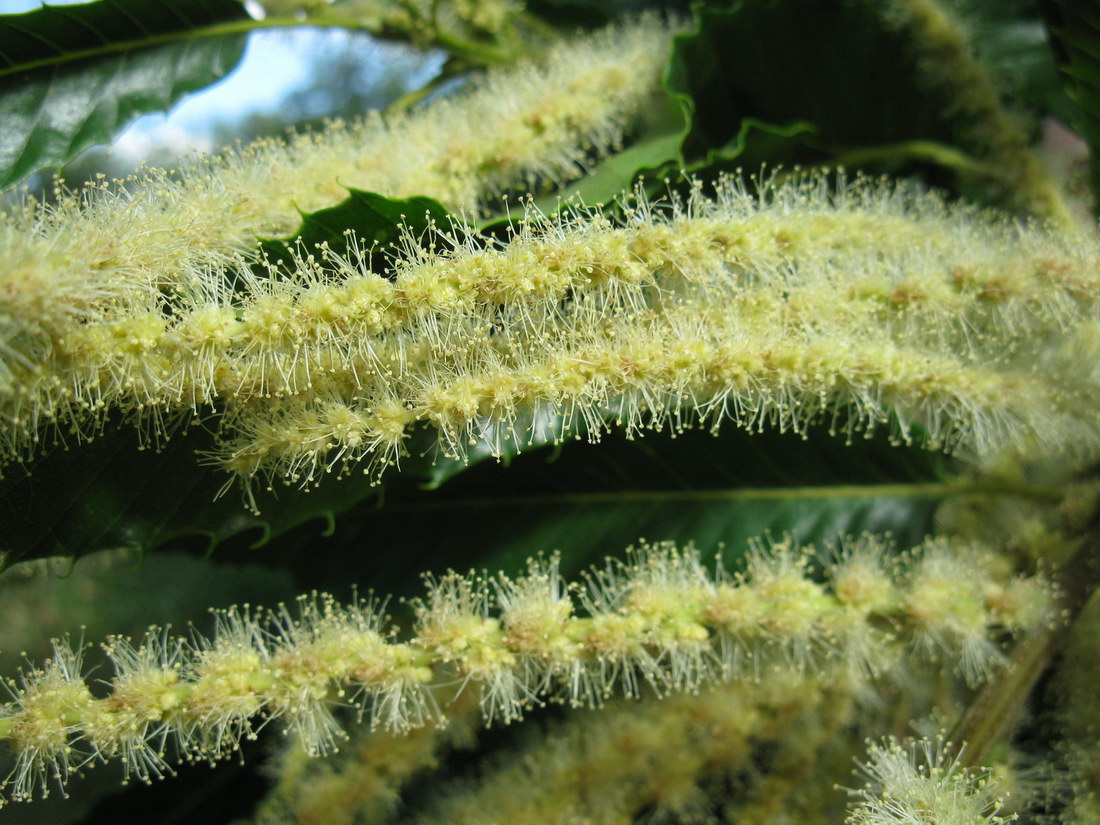 Image of Castanea sativa specimen.