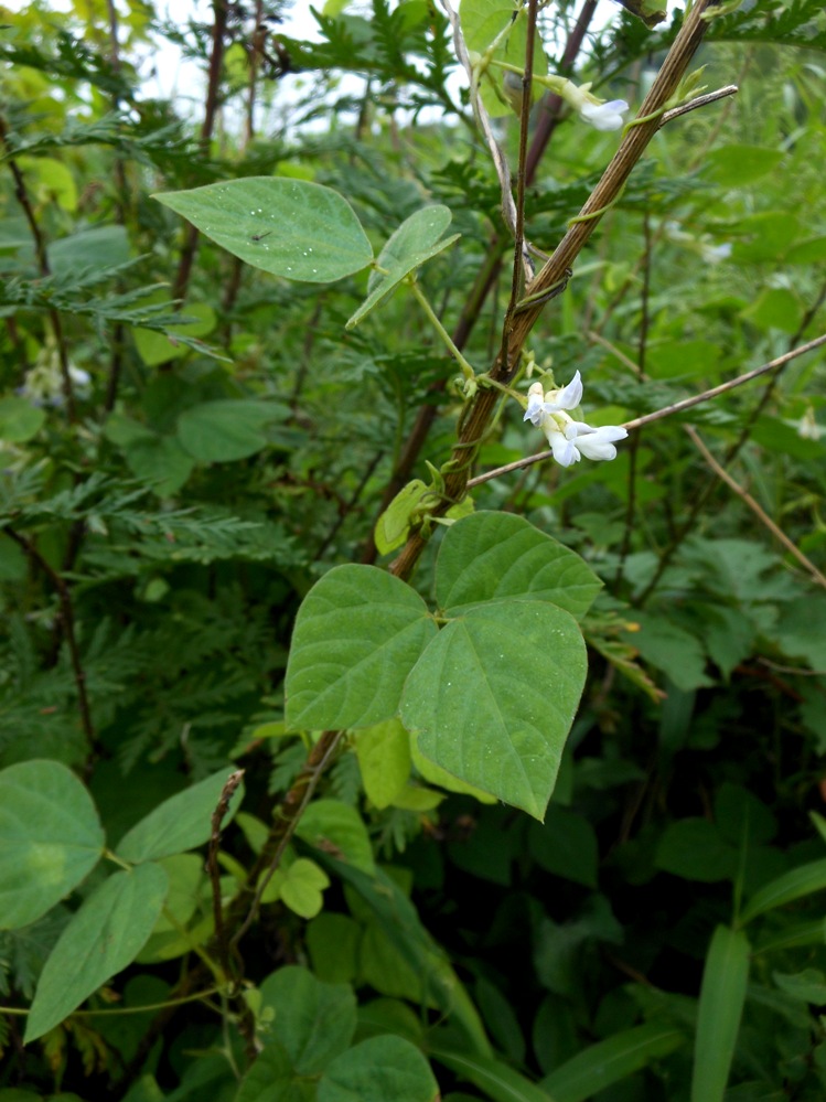 Image of Amphicarpaea japonica specimen.