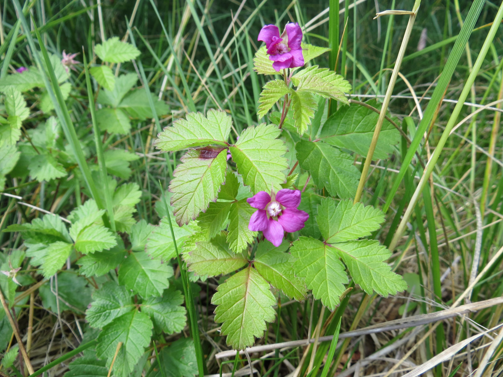 Image of Rubus arcticus specimen.