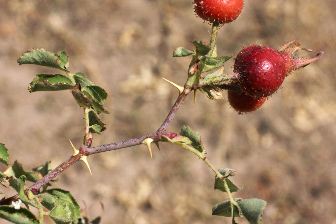 Изображение особи Rosa maracandica.