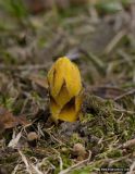 Orobanche laxissima