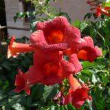 Campsis radicans. Цветки. Испания, автономное сообщество Андалусия, провинция Гранада, комарка Вега-де-Гранада, г. Гранада, Альгамбра. 13.07.2012.