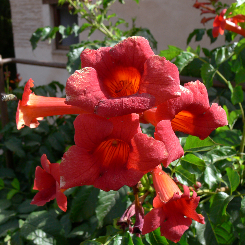 Image of Campsis radicans specimen.