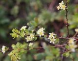 Spiraea hypericifolia. Ветвь цветущего растения (повторное цветение). Башкортостан, национальный парк \"Башкирия\", окр. пос. Нугуш, ур. Таллы, кустарниковая степь. 06.10.2012.