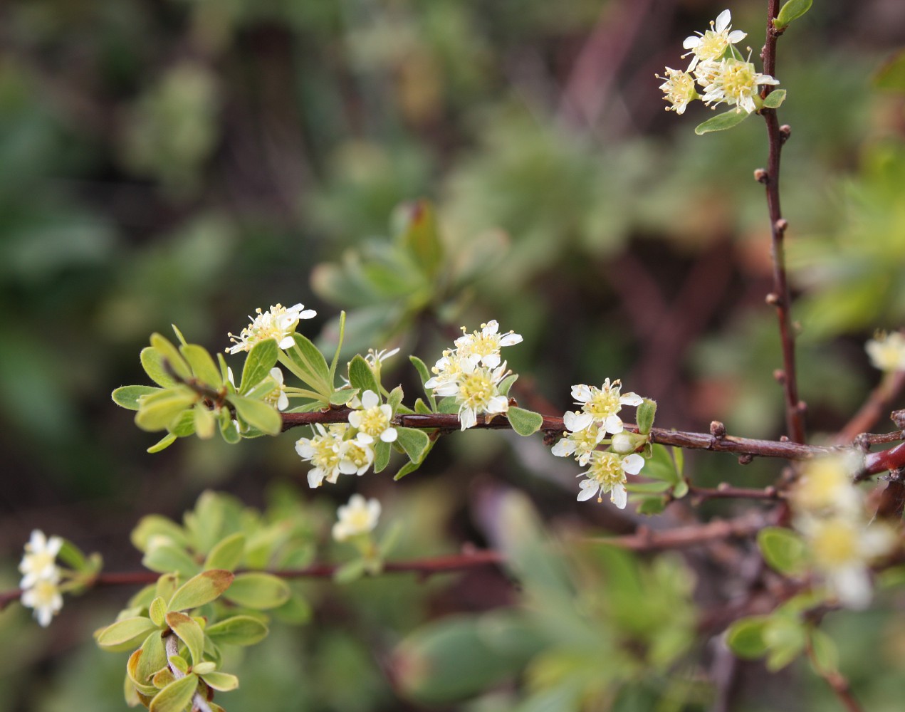 Image of Spiraea hypericifolia specimen.