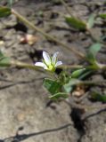 Holosteum umbellatum. Верхушка стебля с соцветием. Краснодарский край, Кущёвский р-н, станица Шкуринская, пустыри. 25.04.2009.