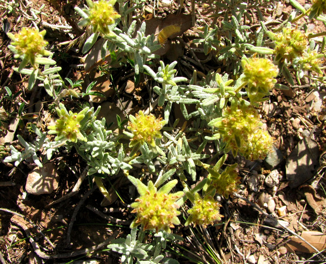 Изображение особи Teucrium aureum.