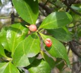 Euonymus japonicus