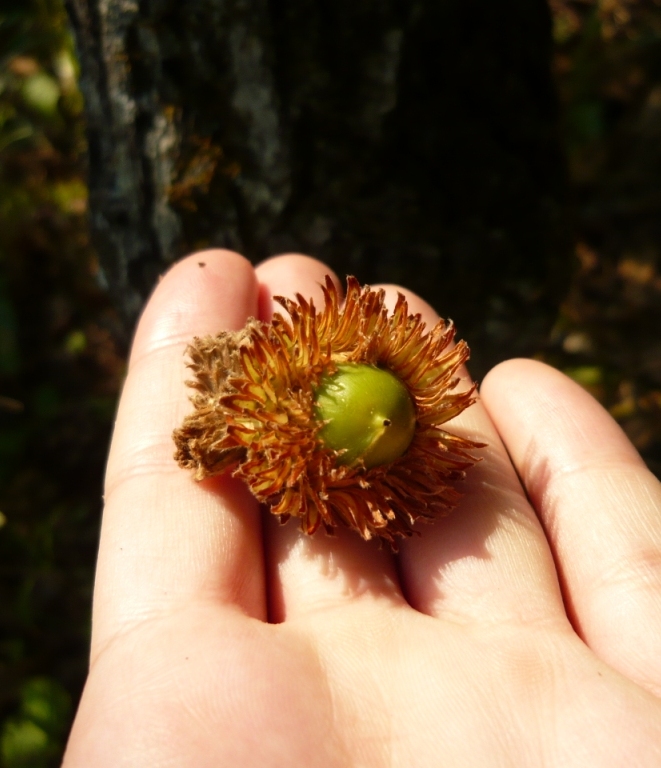 Изображение особи Quercus dentata.