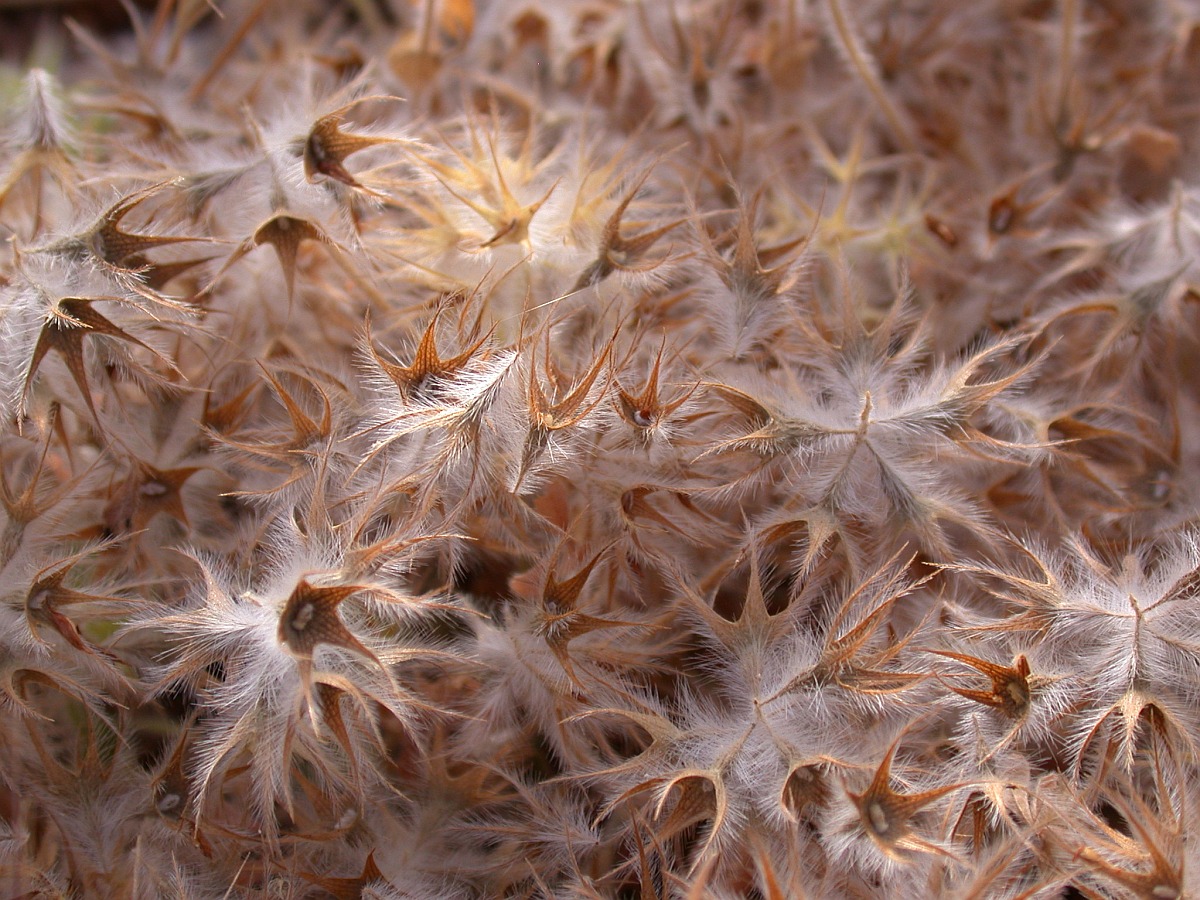 Изображение особи Trifolium stellatum.