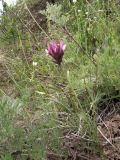 Astragalus angustissimus