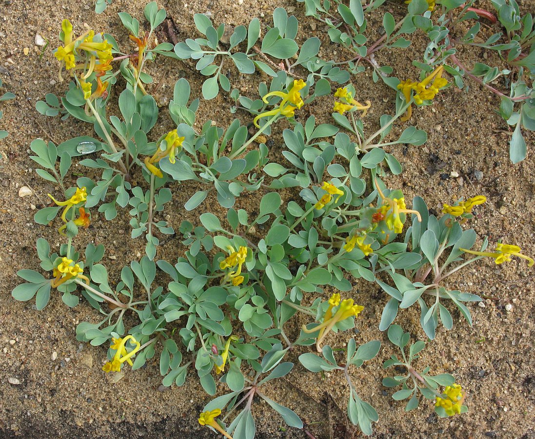 Image of Corydalis sewerzowii specimen.