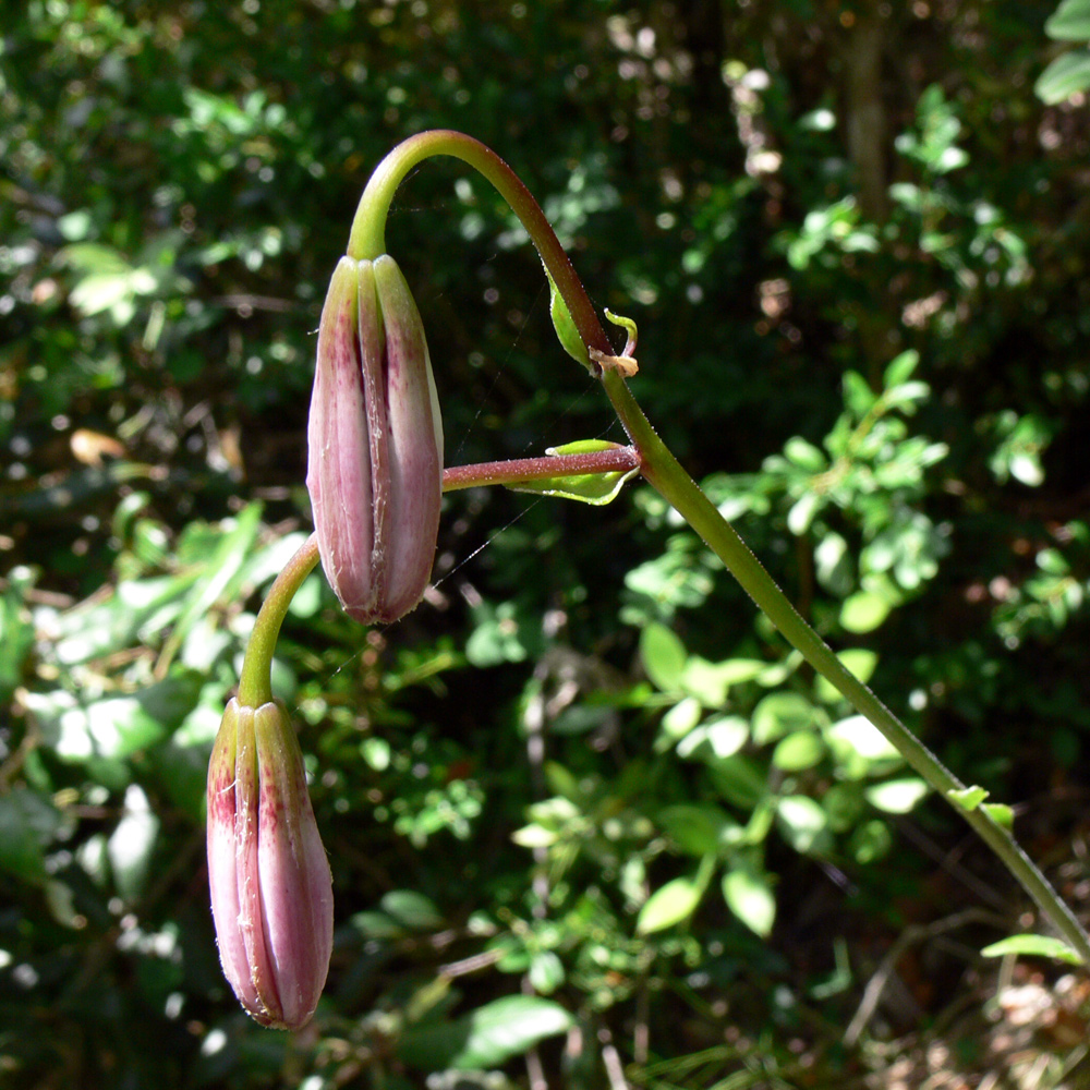 Image of Lilium martagon specimen.