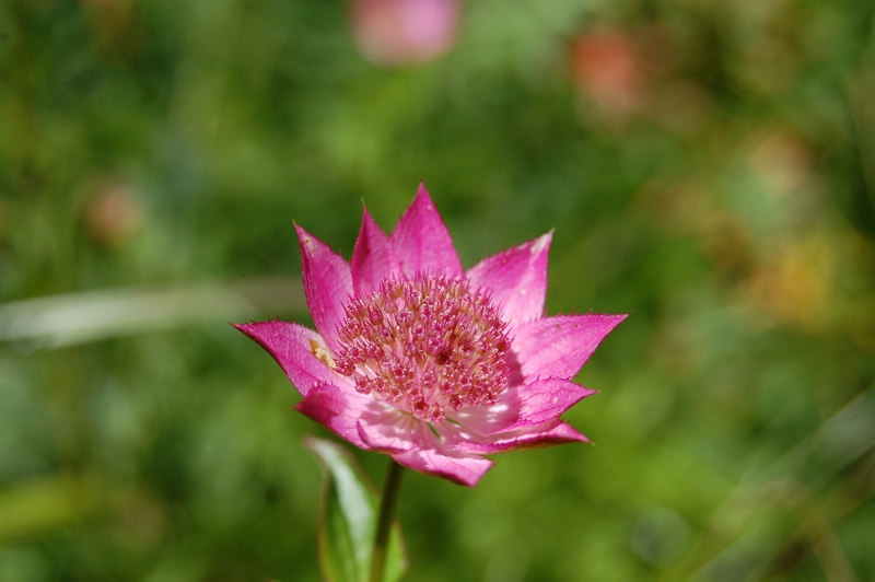 Image of Astrantia maxima specimen.