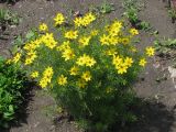 Coreopsis verticillata