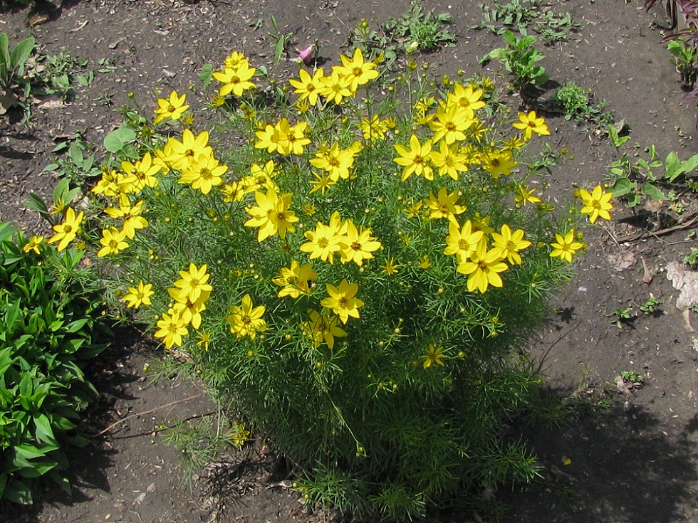 Image of Coreopsis verticillata specimen.