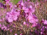 Rhododendron dauricum