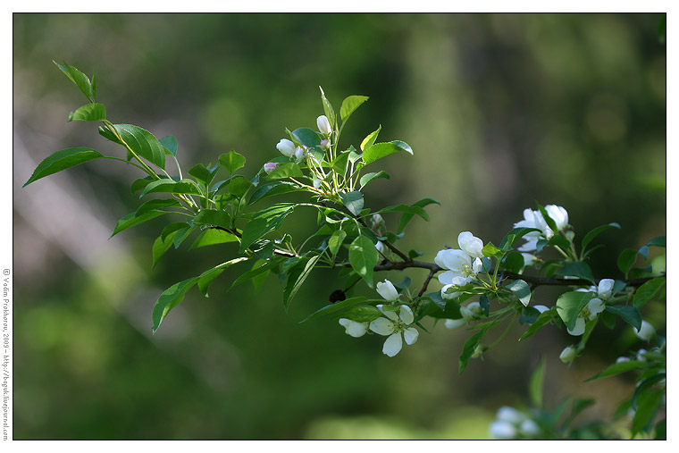 Изображение особи Malus pumila.