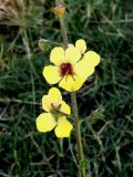 Image of taxon representative. Author is Тулкин Тиллаев