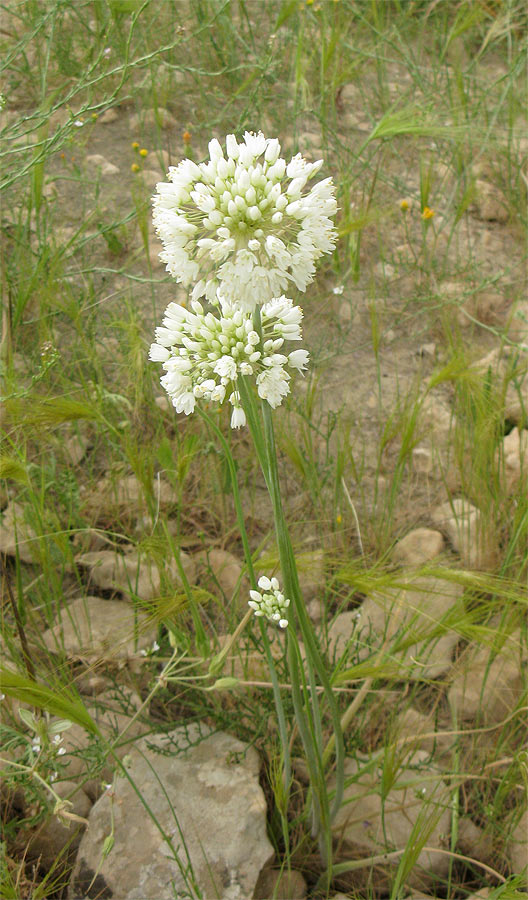 Изображение особи Allium qasyunense.