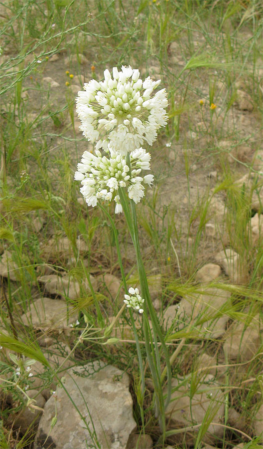 Image of Allium qasyunense specimen.