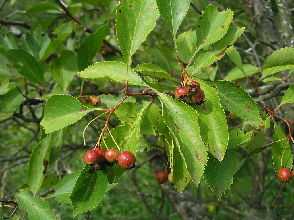 Изображение особи Crataegus rivularis.