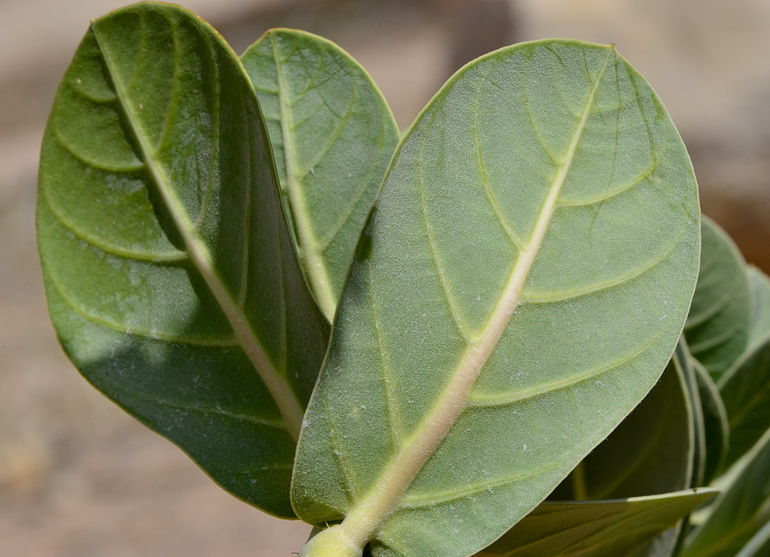 Image of Calotropis procera specimen.
