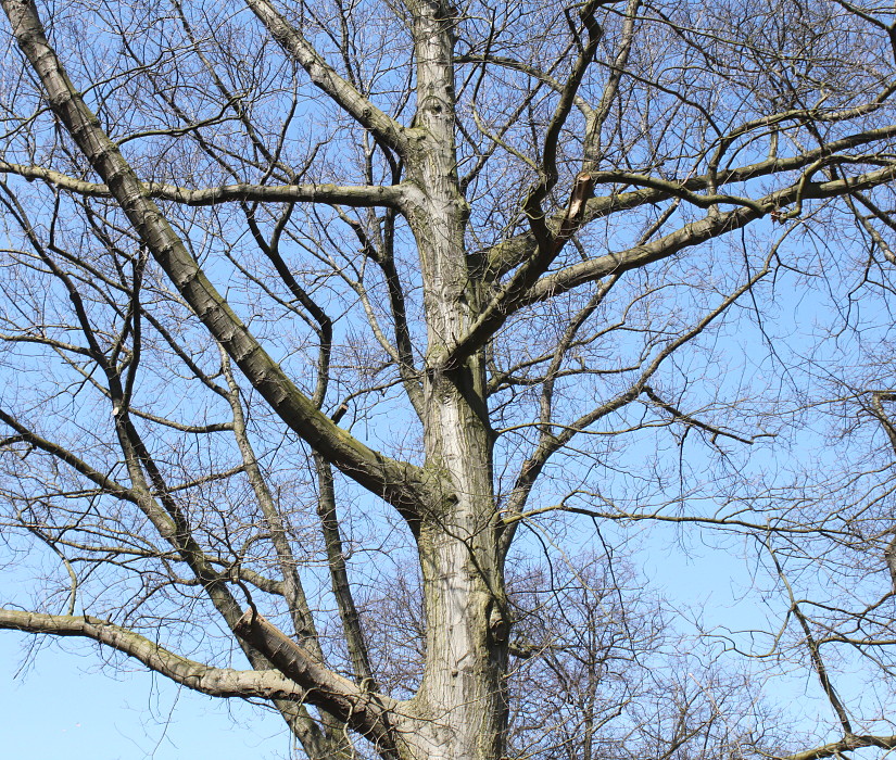 Изображение особи Quercus rubra.