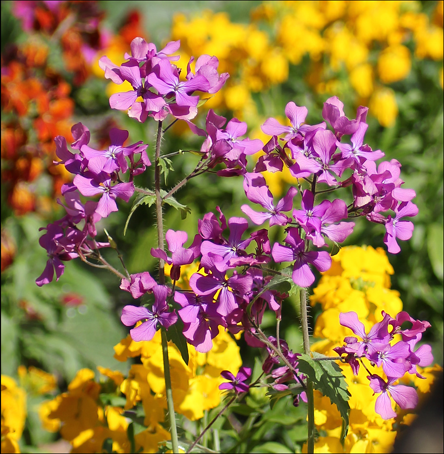 Image of Lunaria annua specimen.
